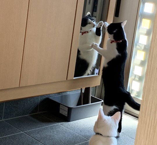玄関で鏡を見ている猫
