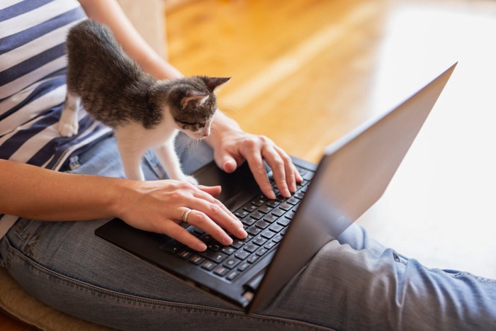 パソコンに乗って手を見る子猫
