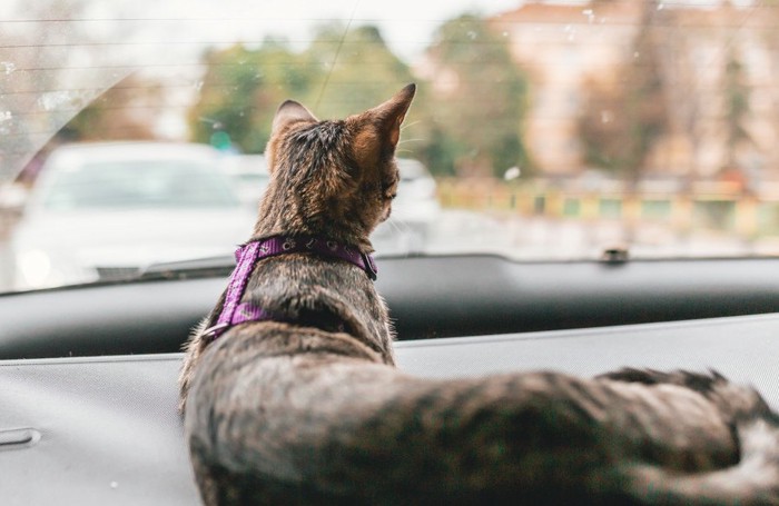 車に乗っている猫の後ろ姿