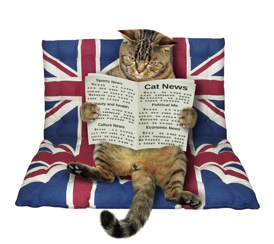 イギリスの国旗の柄のクッションに乗って本を読む猫