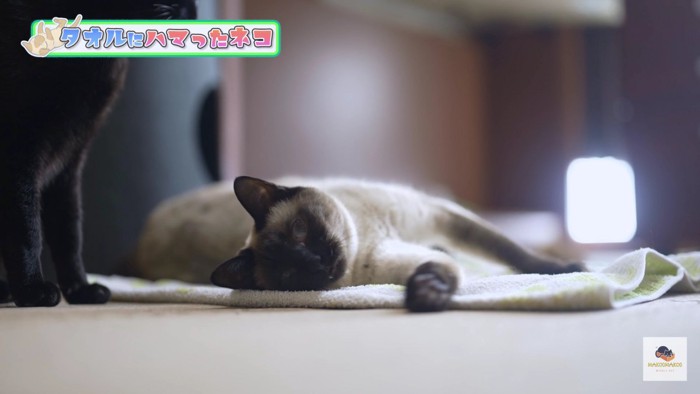 タオルの上で寝そべるシャム猫