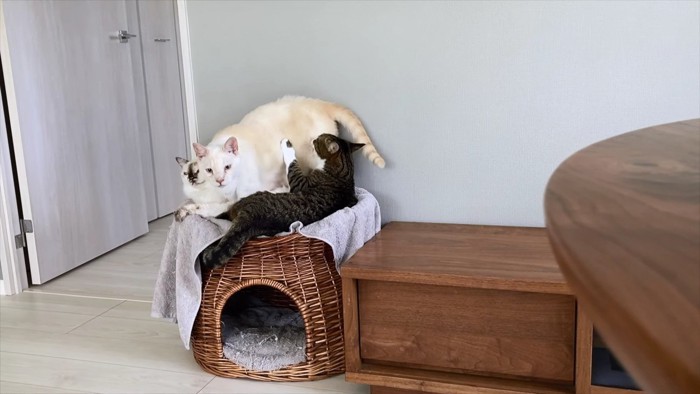 眠る2匹に割り込むベージュ猫