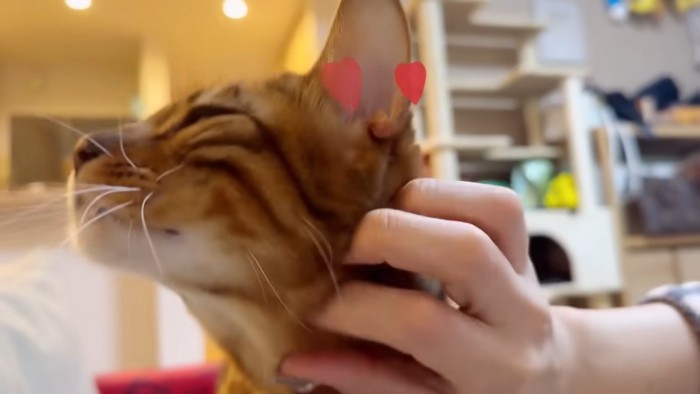 顔を撫でられる猫の顔