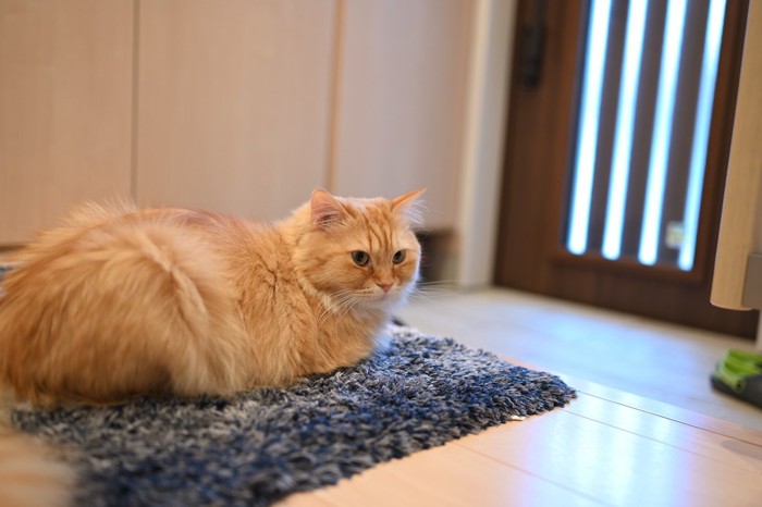 玄関マットの上で横を向く猫