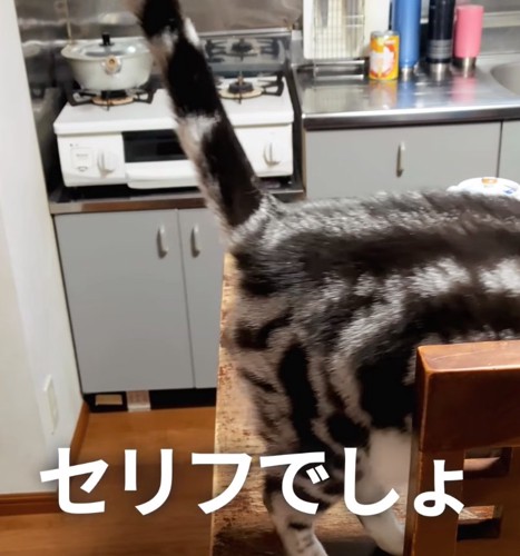 立ち去る猫