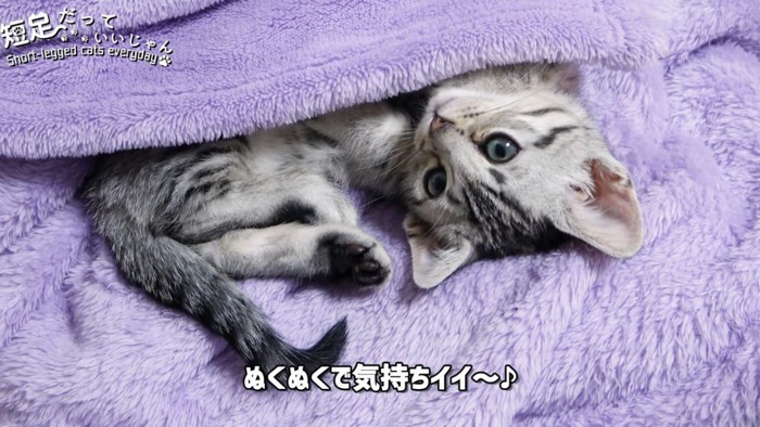 毛布の中にいる子猫