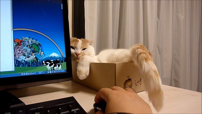 パソコン横の薄目の猫