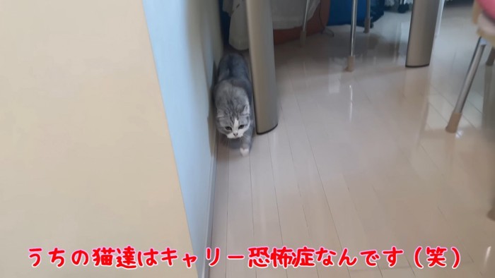 壁と家具のすき間を歩く猫