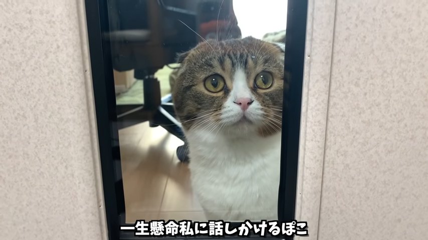 ドアのガラスからのぞく猫