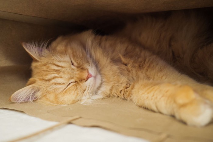 袋の中で眠る猫