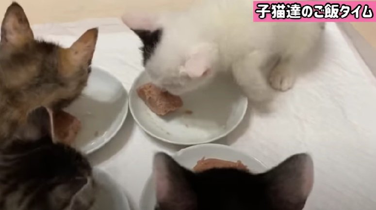 ご飯をもりもり食べる子猫たち