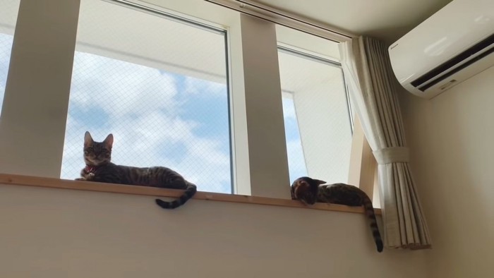 窓際にいる2匹の猫