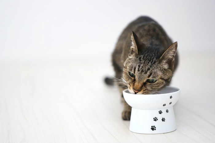 肉球柄の器で食事をしている猫