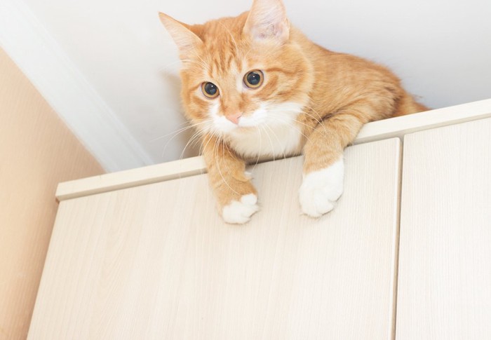 棚の上に登って下を見る猫
