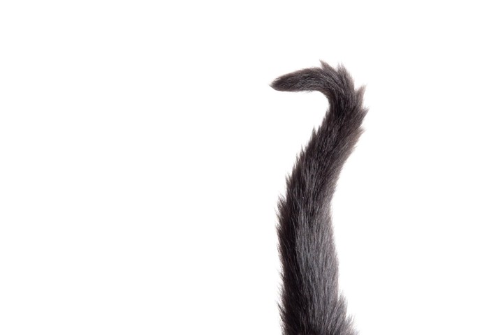 1本のびる猫の尾