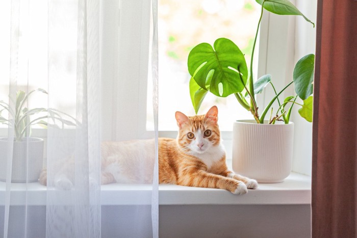窓際の猫と観葉植物
