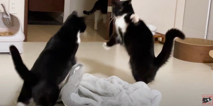 戦う2匹の猫