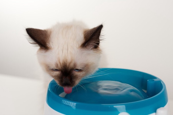 青いお皿で水を飲む猫