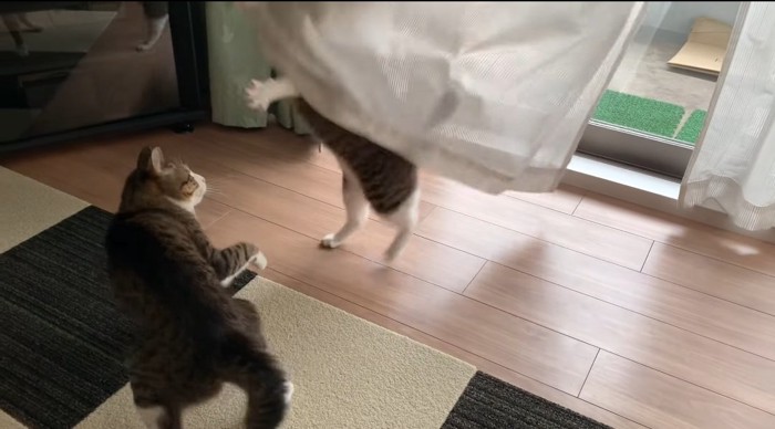 突撃する猫