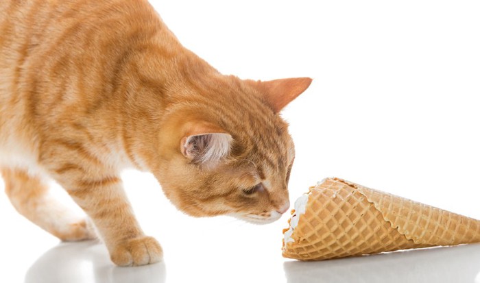 アイスクリームの匂いを嗅ぐ猫