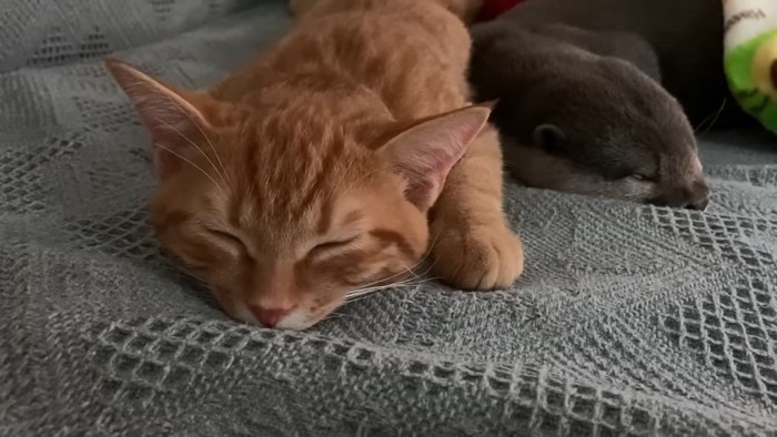 寝ている猫とカワウソの顔