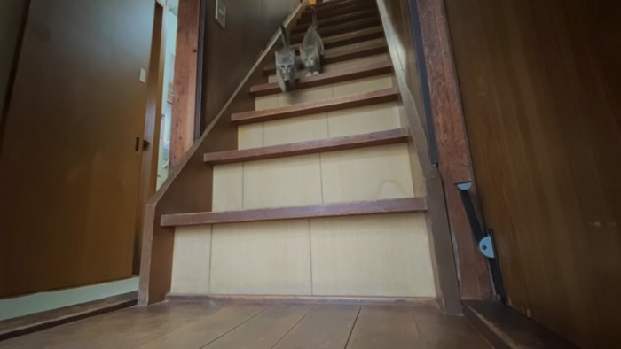 階段を駆け降りる2匹の猫