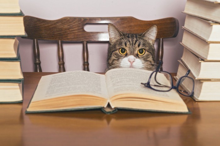 本に囲まれて座っている猫