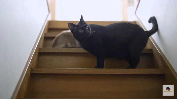 階段の黒猫