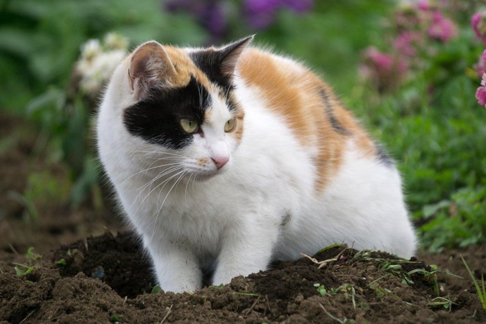 土を掘り返す猫