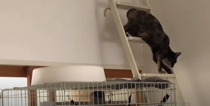 階段を降りる猫