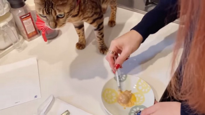 お皿の横に立つ猫