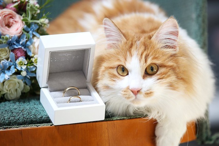 花束と結婚指輪と猫