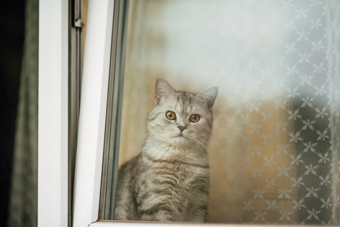 窓ガラス越しにこちらを見る猫