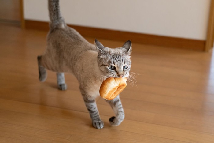 パンを加テイル猫