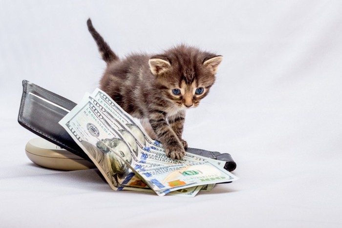 子猫と財布とお金