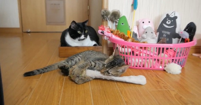 おもちゃ箱の前に出されているおもちゃを見つめる猫