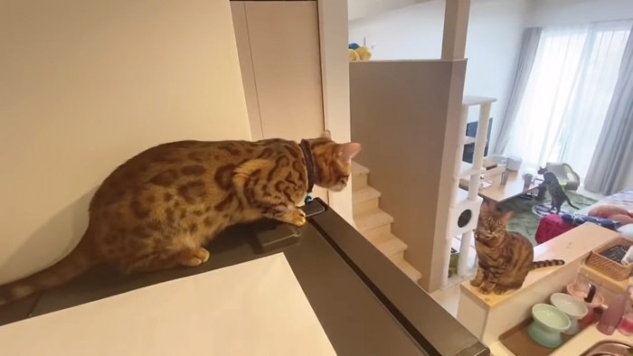 冷蔵庫の下から見上げる猫