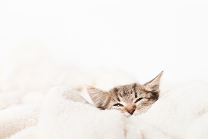 ふかふかの毛布の中で眠る子猫