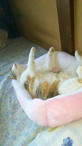 手足を伸ばして寝る猫