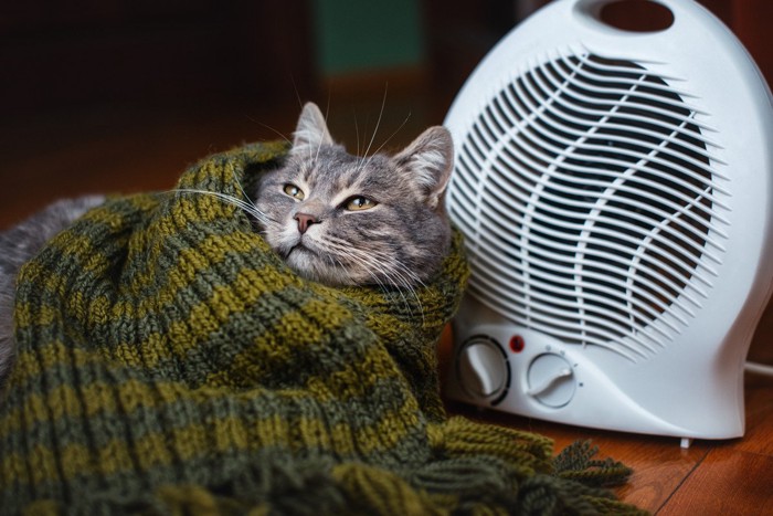 暖かそうにする猫