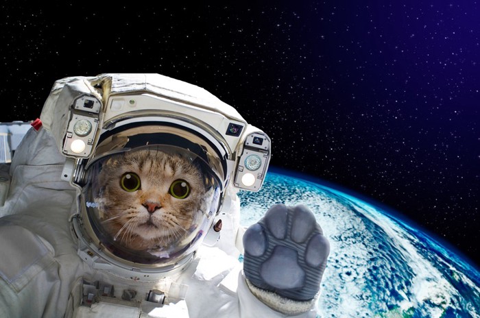 宇宙飛行士になった猫