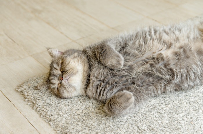 じゅうたんの上で寝る猫