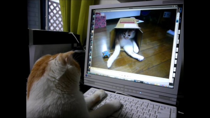 キーボードに前足を置く猫