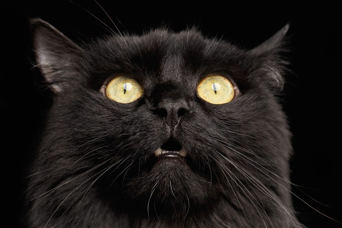 こちらを見ている黒猫