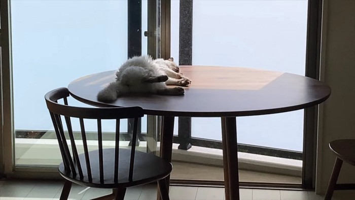 テーブルの上の長毛猫