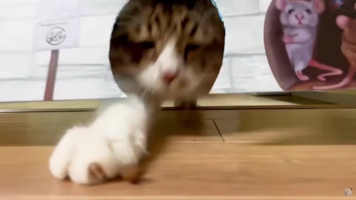 勢いよくおやつを取る猫