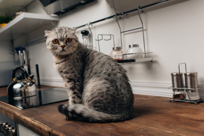 キッチンカウンターに座っている猫
