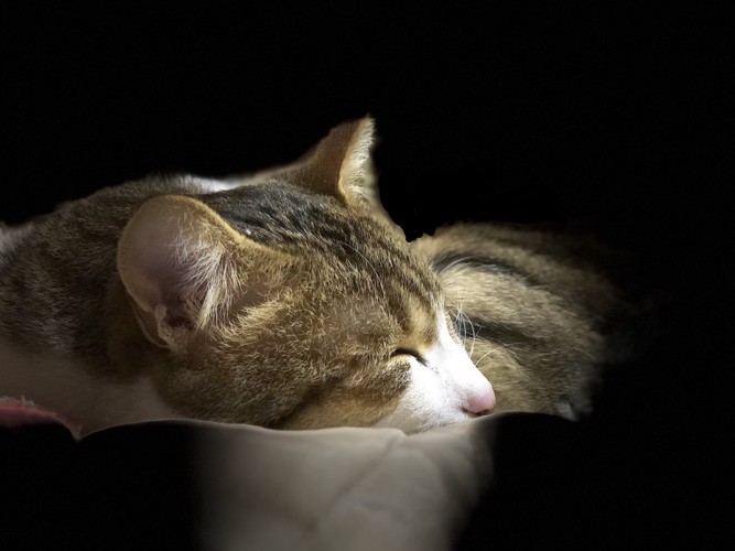 寝ている猫を下から照らしたような写真