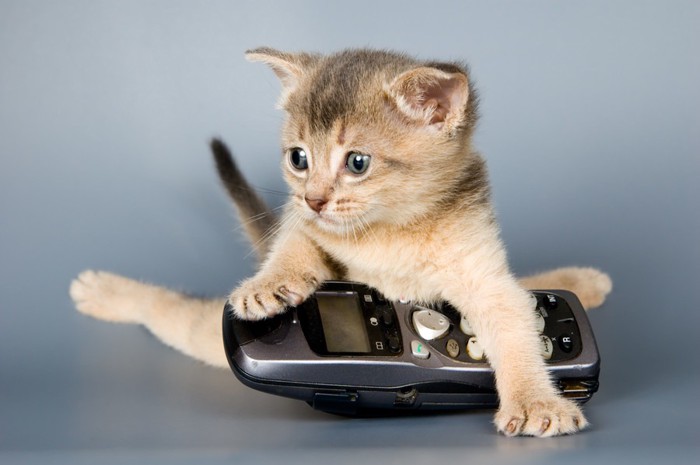 携帯電話と子猫