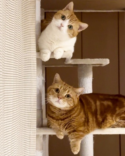 キャットタワーに座る2匹の猫